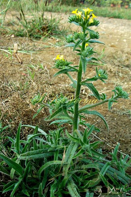  Plant